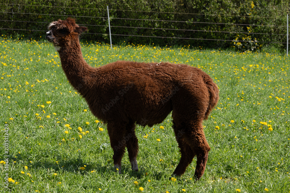 Fototapeta premium alpaka tier natur lama