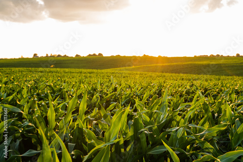 Green corn field thriving under warm golden hour sunlight, showing agricultural land and rural landscape