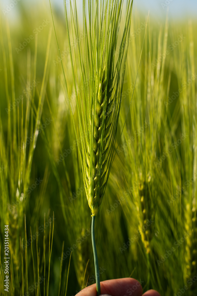 Obraz premium Hand holding green barley ear in field symbolizing agricultural growth, farming and sustainable food production