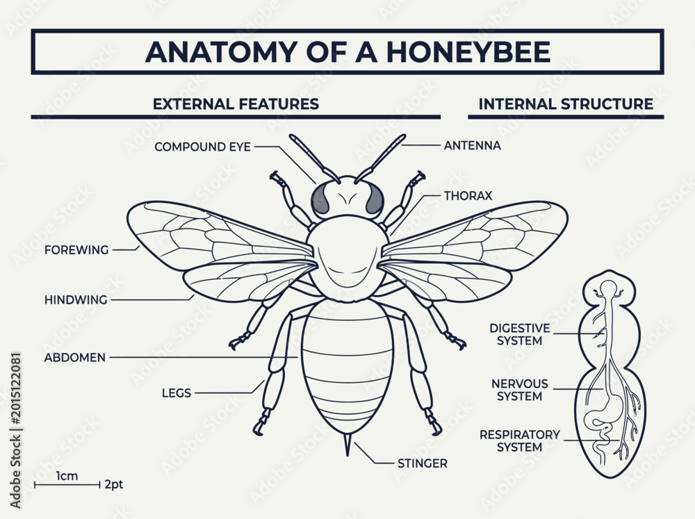 Αυτοκόλλητο Educational Anatomy of a Honeybee Diagram Showing External Features and Internal