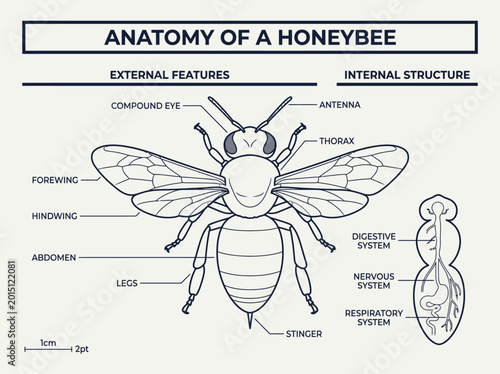 Foto Educational Anatomy of a Honeybee Diagram Showing External Features and Internal