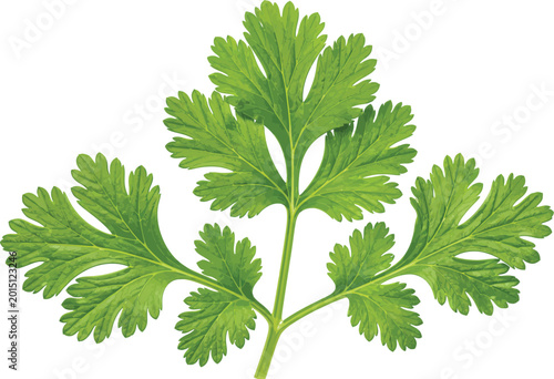 Cuadro en lienzo Fresh green coriander leaves, detailed on white background, cilantro herb leaf