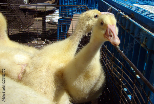 Фотография Two fluffy yellow goslings peer curiously from a wire cage at a poultry farm