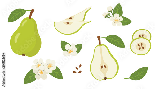 Set of pear fruits with leaves, flowers and seeds. Vector illustration.