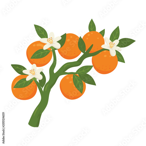 Tableau sur toile Orange tree with flowers isolated on white background