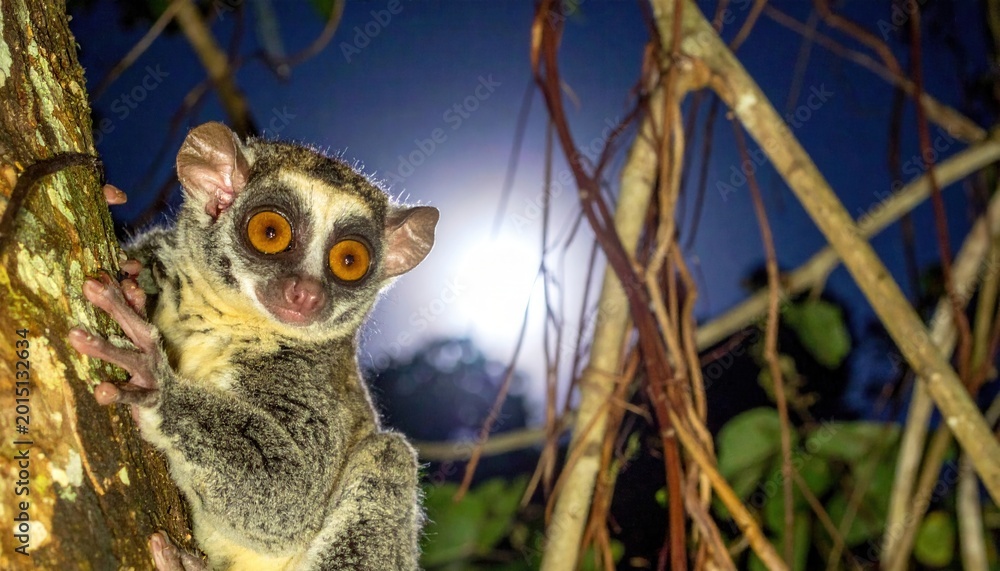Fototapeta premium Long fingered aye aye lemur with large amber eyes clinging to tree bark in the dark Madagascar forest at night. Cinematic 16 to 9 widescreen banner capturing exotic nocturnal wildlife behavior.
