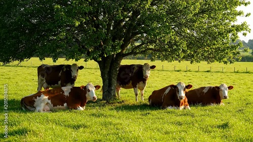 Peaceful herd of black and white cows grazing under large leafy shade tree in lush green pasture during golden hour natural sunlight pastoral countryside farm scene