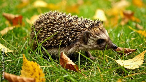 Cute baby hedgehog with spiky quills rolling through vibrant green grass surrounded by autumn leaves under soft natural sunlight creating peaceful outdoor wildlife scene perfect for nature