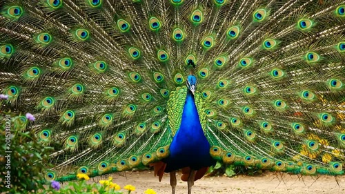 Majestic peacock displaying vibrant emerald green and iridescent blue plumage in full fan spread natural wildlife shot showcasing intricate eye feather details against lush green grassy field