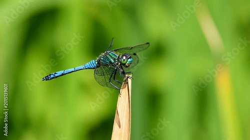 vibrant blue dragonfly perched delicately on slender green reed surrounded by lush vibrant foliage natural outdoor setting bright sunlight highlighting intricate wings and body details close