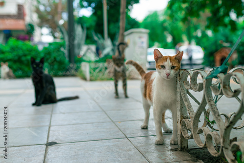 Fotografía Street cats on sidewalk in local neighborhood gang