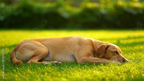Relaxed tan dog peacefully sleeping stretched out on lush green grass in sunny outdoor park natural sunlight golden hour serene calm summer meadow nature scene