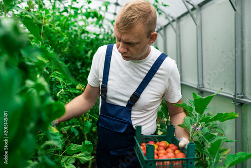 Male farmer collecting tomato samples in greenhouse. Inspecting future harvest in small farm environment