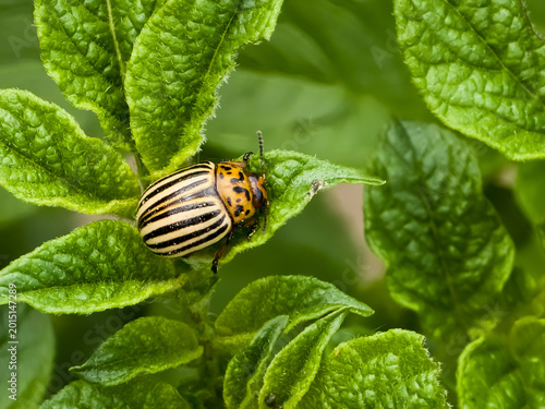 Photos A Colorado potato beetle (Leptinotarsa decemlineata) with distinctive light and