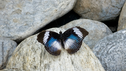 Bild auf Leinwand Butterfly with black, white, and iridescent blue wings, resting on a light-colored rock