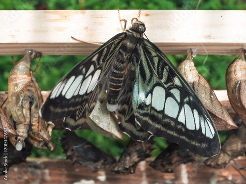 Fotografie Close-up shot of a newly emerged Clipper butterfly (Parthenos sylvia) drying its wings on a wooden emergence frame next to its brown pupa casing in a tropical butterfly enclosure