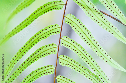 Obraz na płótnie Fern Spore, Fern Spores or  indusium, pteridophyta or sorus or Sorus of fern or
