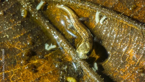 Newly hatched Hotel Zaracay Salamander (Bolitoglossa chica). less than 1cm in length. From  rainforest  near Puerto Quito in western Ecuador. Tiny springtails (Collembola) are wandering on the leaves.