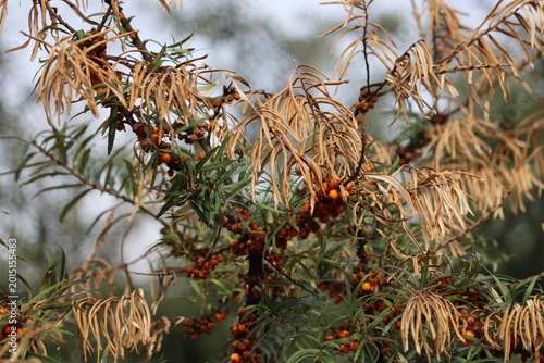 Sea buckthorn (Hippophae rhamnoides) branches with ripe orange berries and severely wilted, dried brown foliage, indicating disease or environmental stress in a garden setting