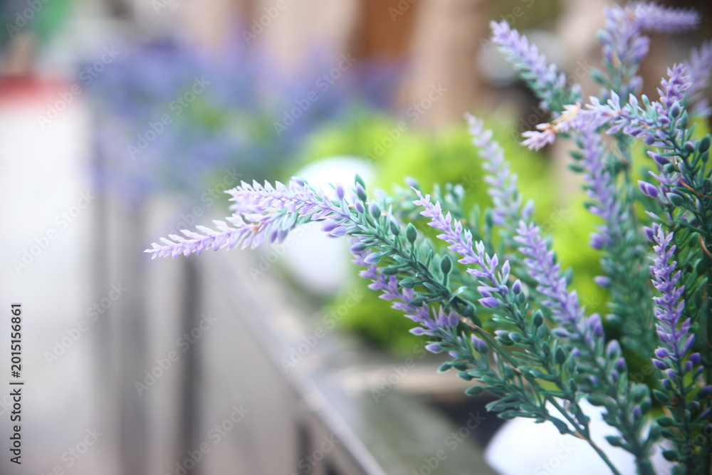 Obraz premium lavender flowers on a green background