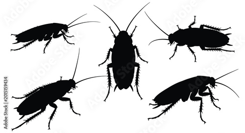Photography Five cockroach silhouettes on a white background silhouette