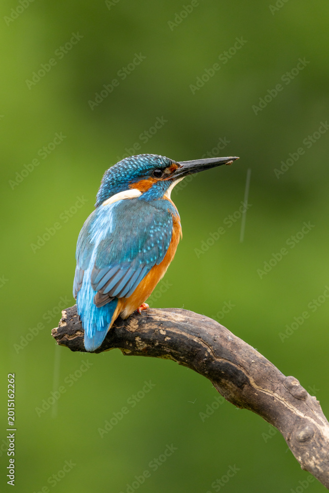 Obraz premium Kingfisher perched on a natural background in Britain with blue and orange colourful plumage and detailed wildlife portrait.