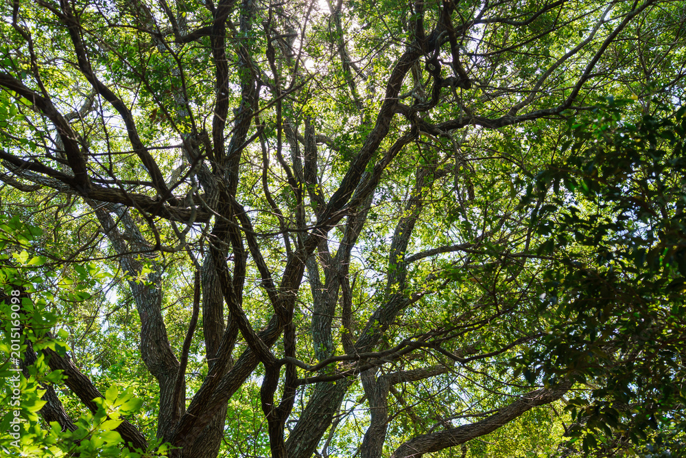 Obraz premium A low-angle view looking up at a network of complex tree branches and thick green leaves. The bright sunlight filtering through the dense canopy creates a natural atmosphere of an old forest.