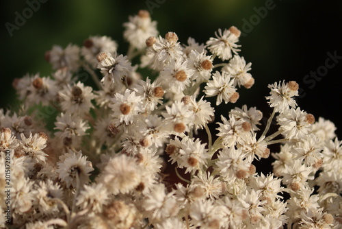 Photography Macro shot of Pearly everlasting (Anaphalis margaritacea) highlighting the intri