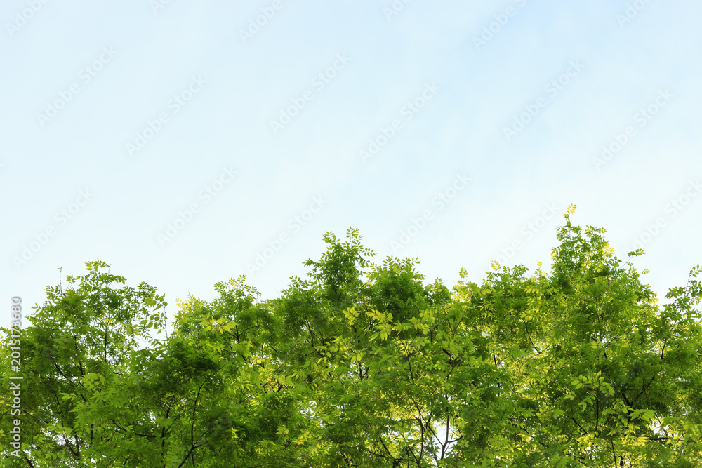 Fototapeta premium Green Tree Canopy Under Blue Sky with Natural Background and Fresh Foliage
