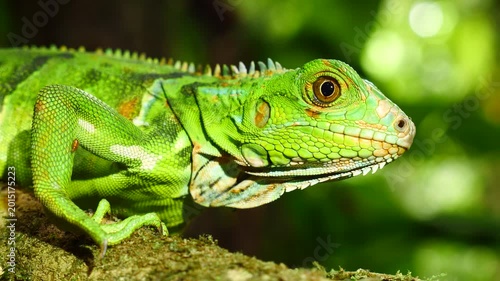Juvenile Green Iguana (Iguana iguana). In its natural habitat, a liana in lowland tropical rainforest near Puerto Quito in western Ecuador