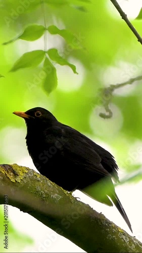 blackbird on a branch