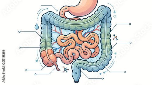An educational vector illustration of the human digestive system, depicting intestines and stomach anatomy with detailed clarity for medical and biological study