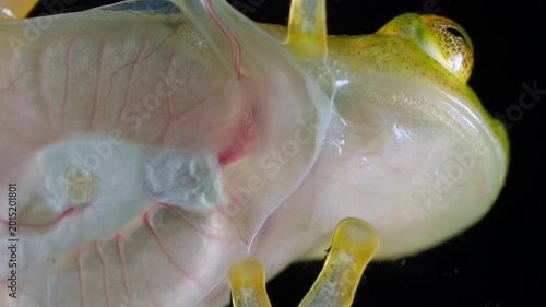 White-spotted Cochran Frog (Sachatamia albomaculata). Underside viewed through glass. This species of glass frog is semi transparent and the beating heart and blood vessels are visible. Ecuador