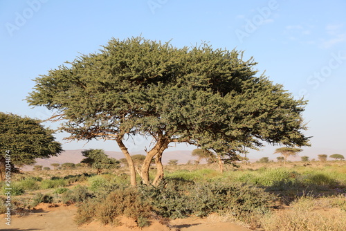 Tablou pe pânză Mature umbrella acacia tree with twin curved trunks in desert scrubland with wil