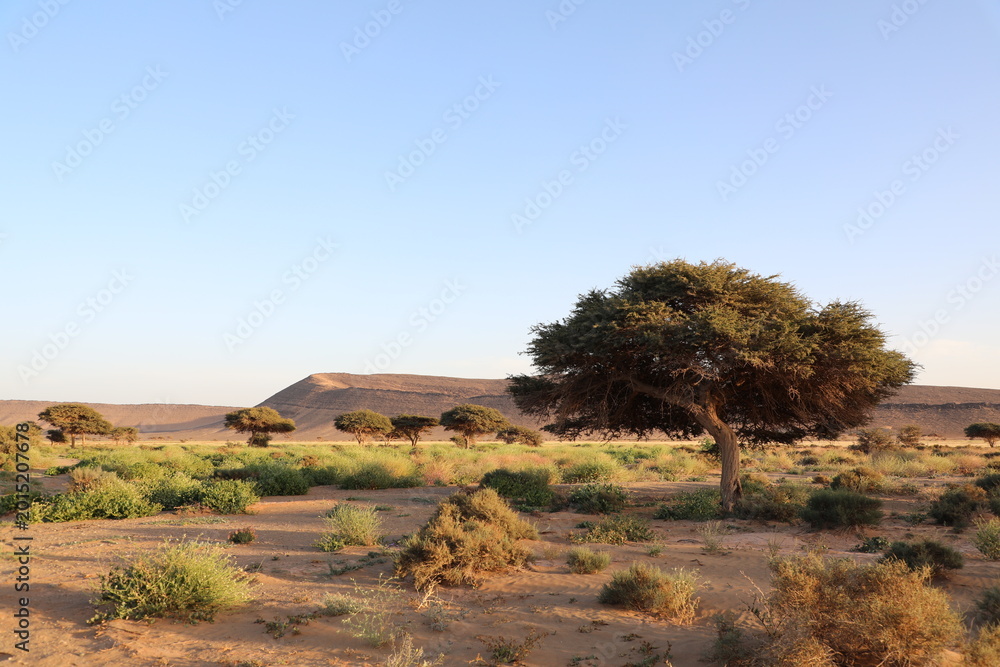 Naklejka premium Desert landscape with wind-shaped acacia trees and green shrubs in golden light, sandy plain with conical dune, Morocco