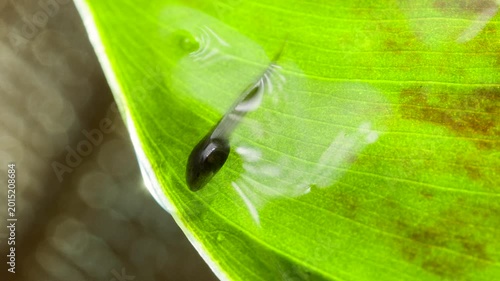 Developing tadpoles of the White-spotted Cochran Frog (Sachatamia albomaculata).on a leaf overhanging a shallow river.