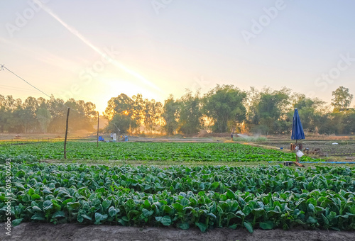 Фотография Agricultural Sunrise: A panoramic vista of a fertile vegetable field basks in the gentle glow of dawn, revealing the vibrant hues of flourishing crops