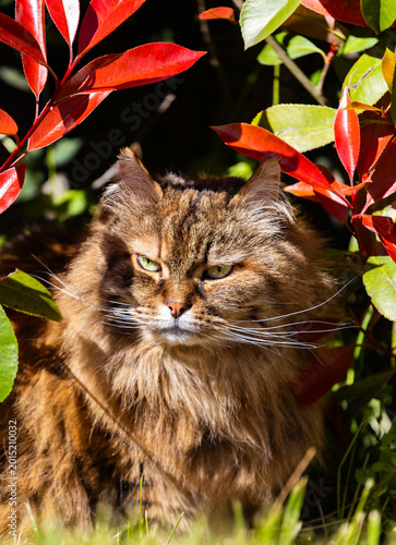 Adorable female of siberian cat in the garden