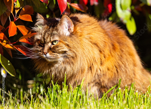 Adorable female of siberian cat in the garden