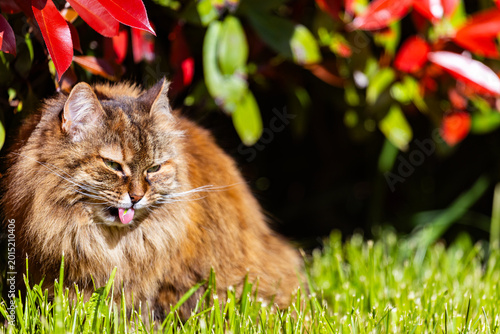 Adorable female of siberian cat in the garden