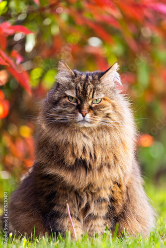 Adorable female of siberian cat in the garden