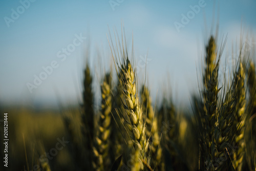 Foto Intimate close-up of ripe wheat ear glows under warm light against soft blue sky