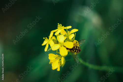 Schilderij op canvas Macro shot of hoverfly pollinating yellow wildflower on dark moody green natural