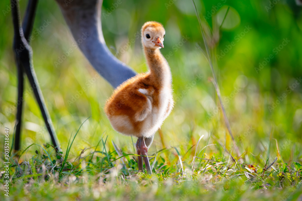 Fototapeta premium Close up view of a sandhill crane chick