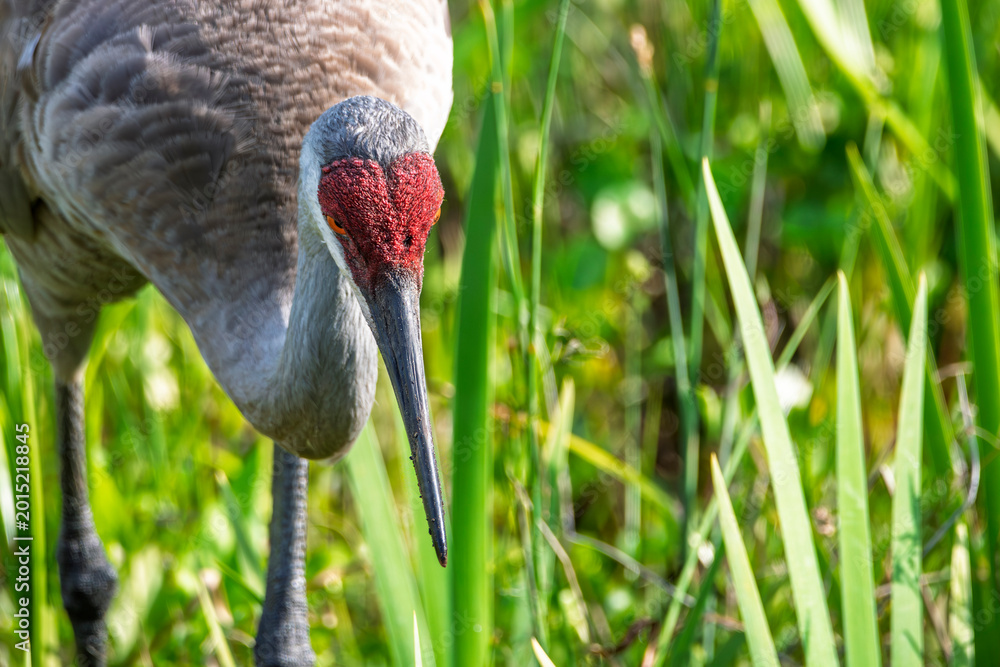 Fototapeta premium Close up view of an adult sandhill crane