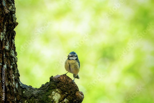 Bluetit in the wild with bokeh 