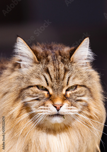 Brown tabby face of long haired cat of siberian breed