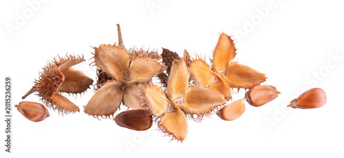 Fotografie Beechnuts seeds isolated on white background