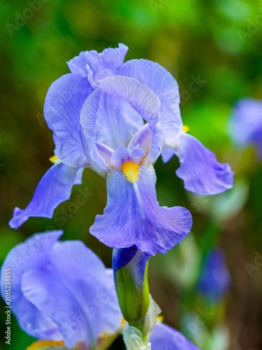 Magnifique fleur d'iris des jardins (Iris hybride) à pétales ou tépales bleu ciel et bleu violet avec motifs colorés et tapis de brosses ou barbes orange cultivée comme iris de bordure
