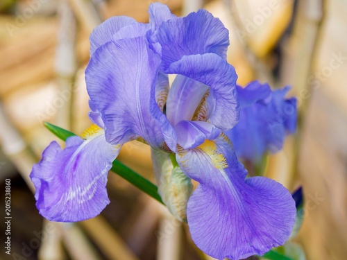 Fotografie Iris hybride ou horticole |  Fleur d'iris des jardins bleu-violet à sépales exte